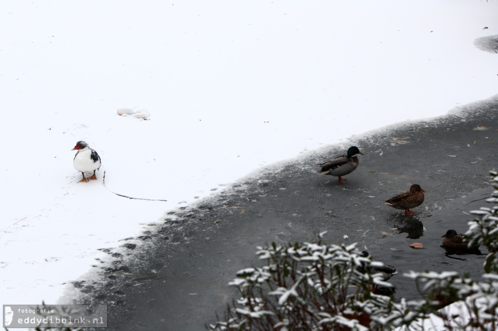 2010-11-29 Sneeuw, Deventer 018